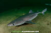 Spiny Dogfish