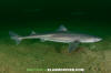 Spiny Dogfish