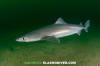 Spiny Dogfish