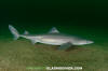 Spiny Dogfish