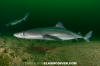 Spiny Dogfish