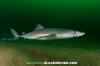 Spiny Dogfish