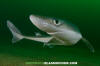 Spiny Dogfish