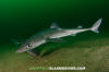 Spiny Dogfish