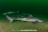 Spiny Dogfish