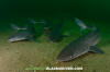 Spiny Dogfish