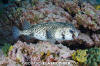 Spotfin Burrfish