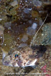 Spotfin Sculpin
