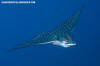 Spotted Eagle Ray Aetobatis ocellatus