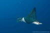 Spotted Eagle Ray Aetobatis ocellatus