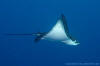 Spotted Eagle Ray Aetobatis ocellatus