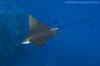 Spotted Eagle Ray Aetobatis ocellatus