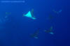 Spotted Eagle Ray Aetobatis ocellatus