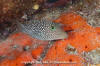 Spotted Sharpnose Puffer