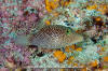 Spotted Sharpnose Puffer