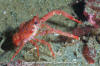 Squat Lobster