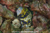 Starry Moray