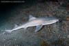 Starspotted Smoothhound Shark - Mustelus manazo.