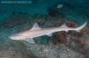 Starspotted Smoothhound Shark - Mustelus manazo.