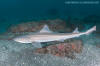 Starspotted Smoothhound Shark - Mustelus manazo.