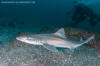 Starspotted Smoothhound Shark - Mustelus manazo.