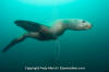 Steller Sea Lion 