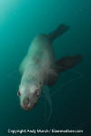 Steller Sea Lion 021