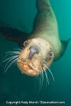 Steller Sea Lion 033