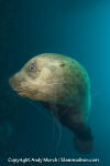 Steller Sea Lion 