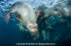 Steller Sea Lion