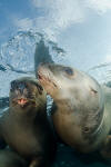 Steller Sea Lion