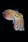 Stubby Squid