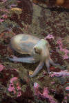 Stubby Squid