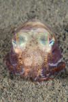 Stubby Squid