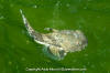 Tadpole Sculpin