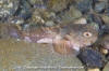 Tadpole Sculpin