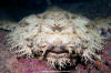 Tassled Wobbegong Shark