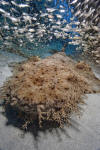 tassled wobbegong