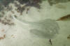 Thornback Ray pic