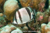 Threebanded Butterflyfish