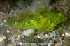 Tidepool Sculpin