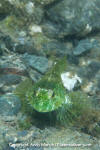 Tidepool Sculpin