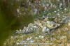 Tidepool Sculpin