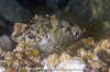 Tidepool Sculpin 020