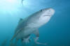 Tiger Shark Picture