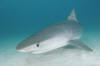 Tiger Shark 045