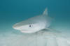 Tiger Shark Picture