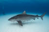 Tiger Shark