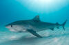 Tiger Shark