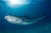 Tiger Shark